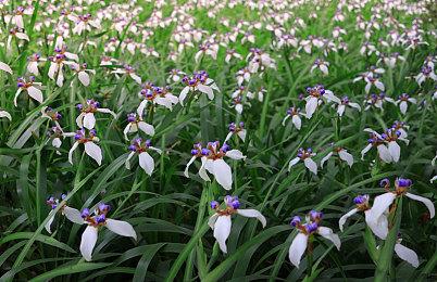 经典科幻悬疑冒险游戏《Never 7》Steam页面  3月6日发售